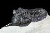 Morocconites Trilobite Fossil - Morocco #108536-3